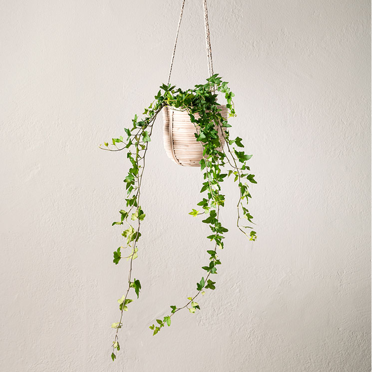 Murgröna 50-60 cm