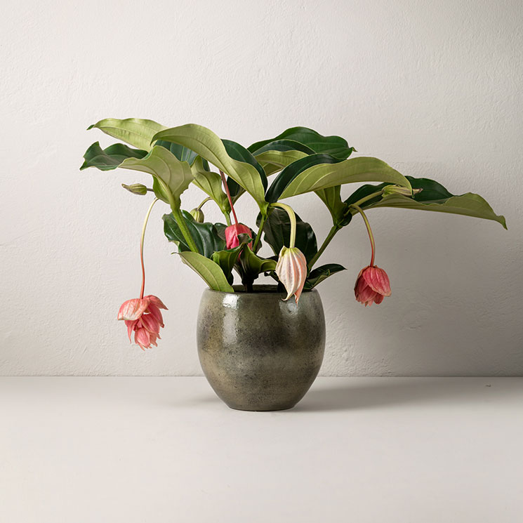 Rosenskärm
