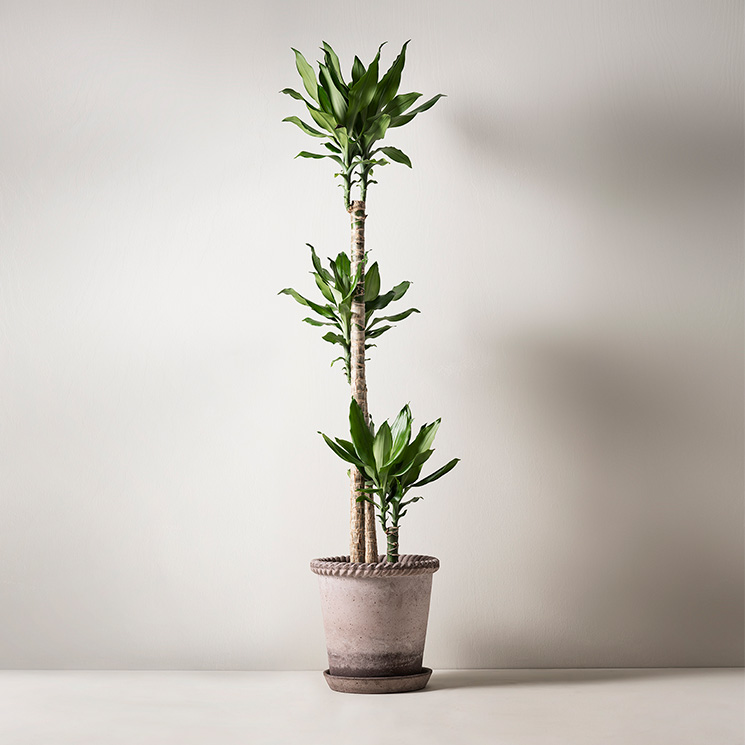 Doftdracena