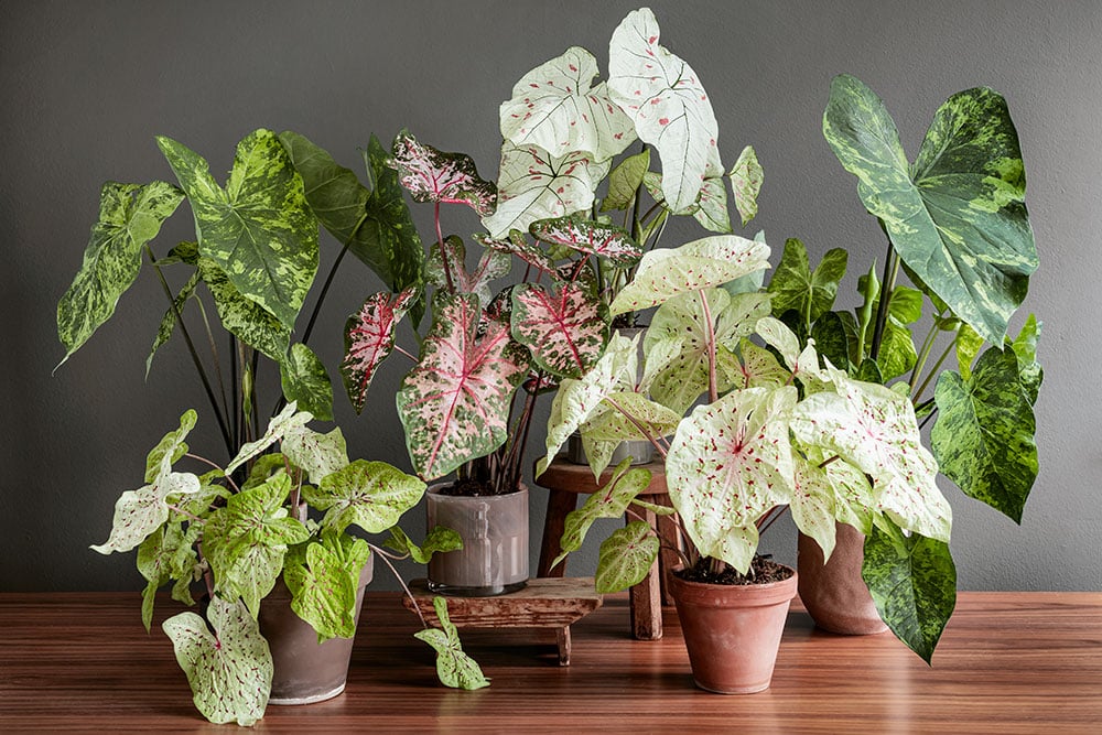 Caladium