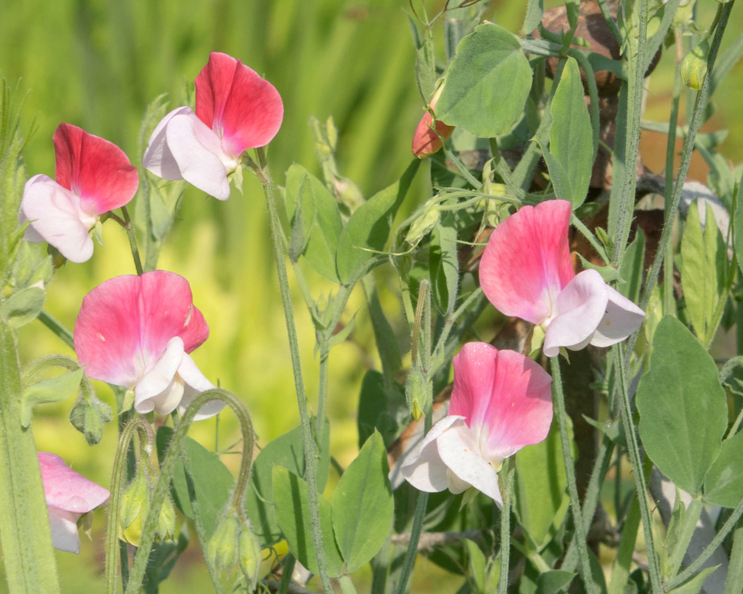 lathyrus-odoratus-painted-lady.jpg