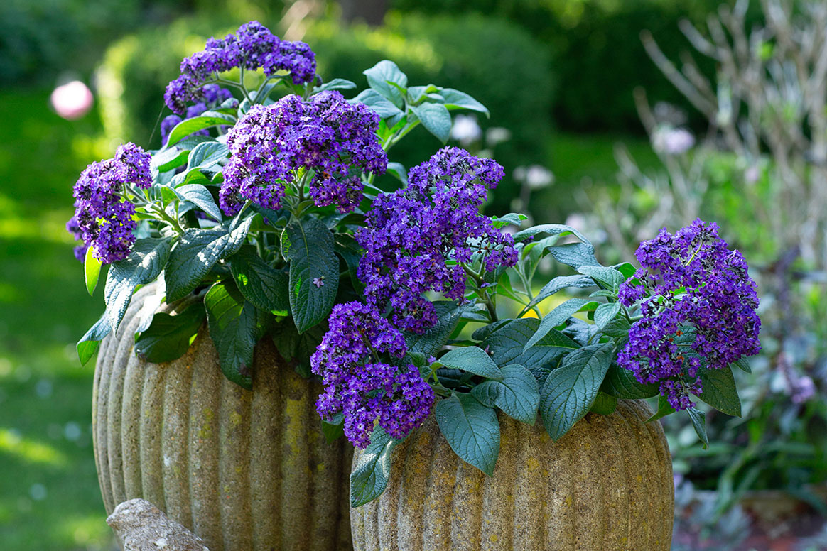 Här är årets sommarblomma 2024