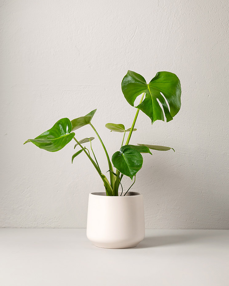 Monstera 50 cm