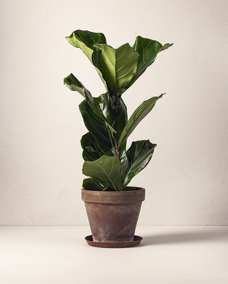 Fiolfikus 60 cm