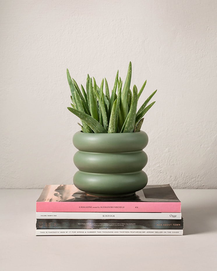 Aloe vera