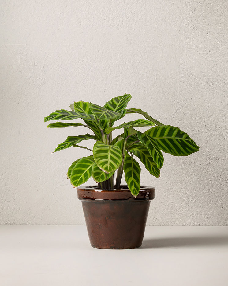 Calathea
